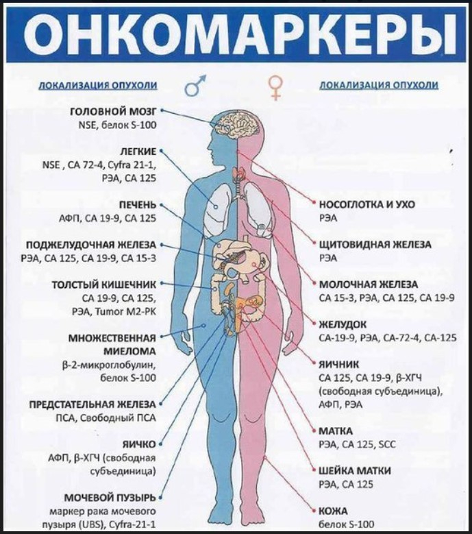 анализ крови на раковые клетки (главный ключ)